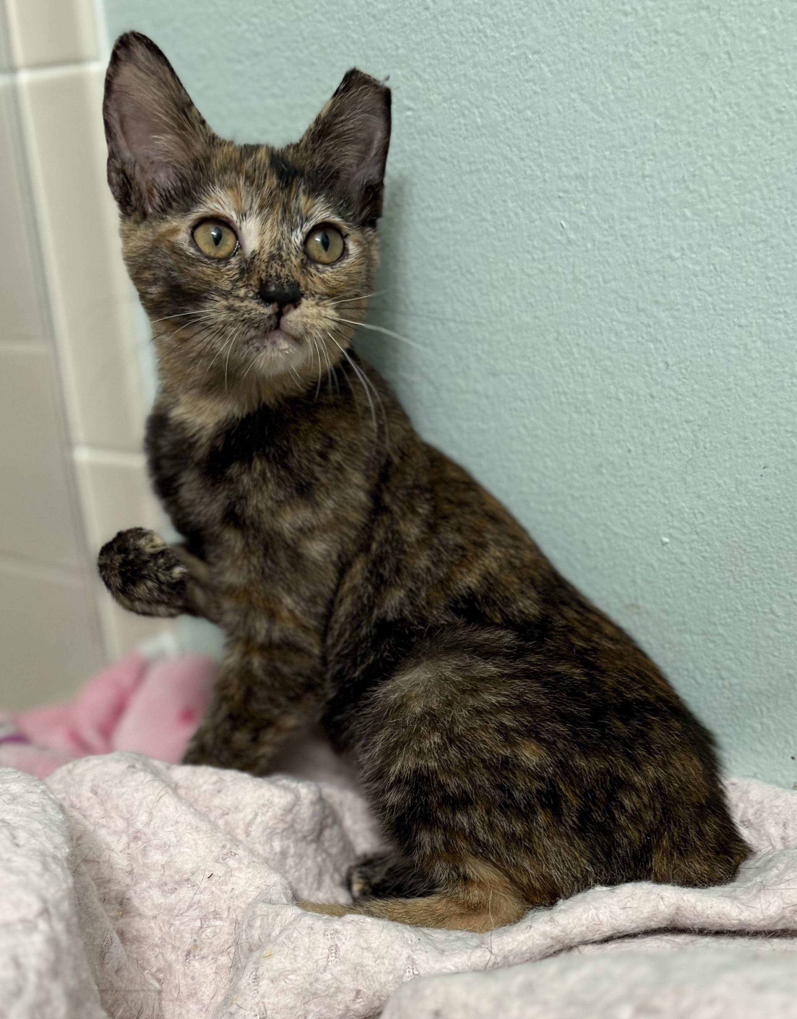 Enlarge Flopsy, a Adoptable mixed breed in Brooksville, FL image 2/4