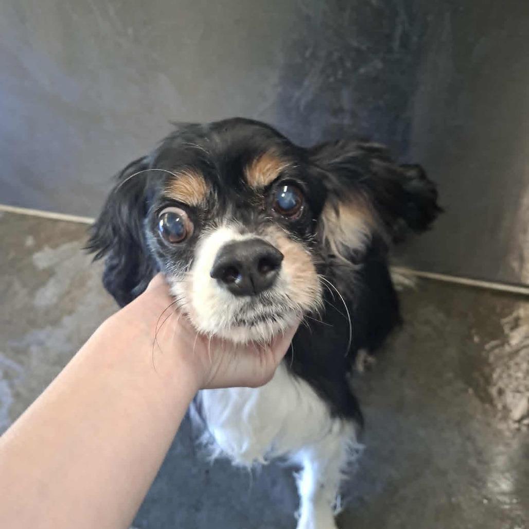 Tempe, Adoptable, Senior Female Cavalier King Charles Spaniel.