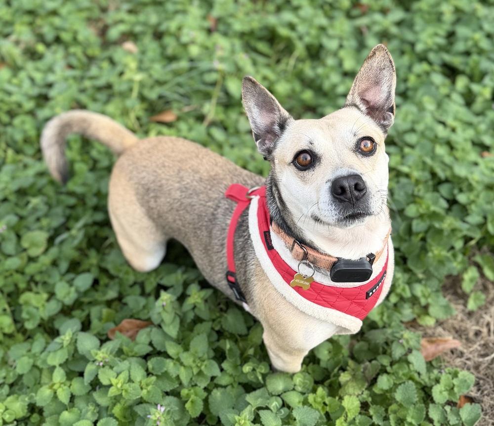 Nami, Adoptable, Adult Female Mixed Breed.