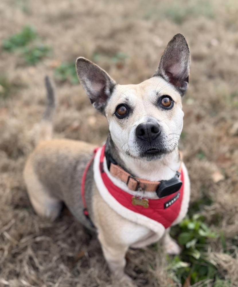 Enlarge Nami, a Adoptable mixed breed in Dunwoody, GA image 2/5