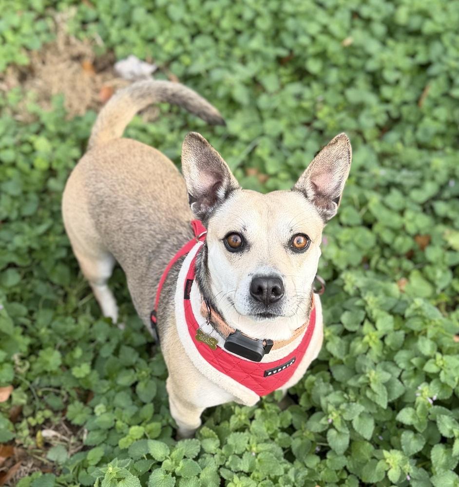 Enlarge Nami, a Adoptable mixed breed in Dunwoody, GA image 3/5
