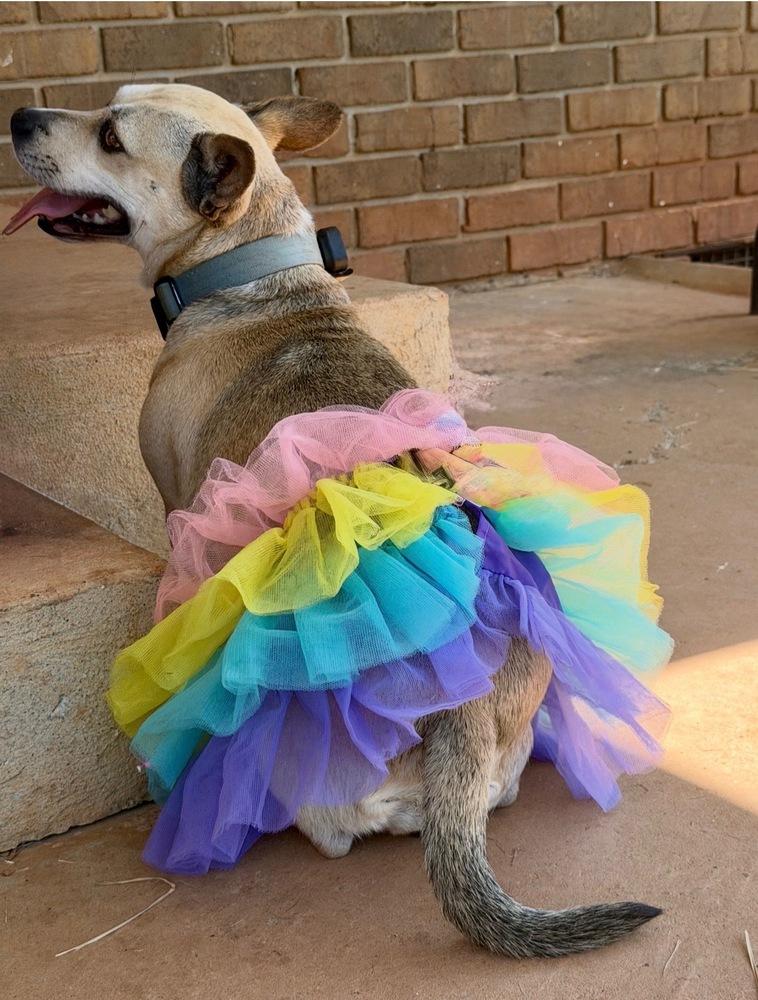 Enlarge Nami, a Adoptable mixed breed in Dunwoody, GA image 4/5
