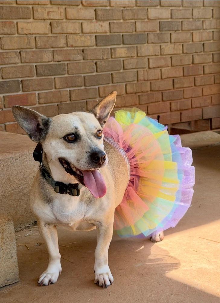 Enlarge Nami, a Adoptable mixed breed in Dunwoody, GA image 5/5