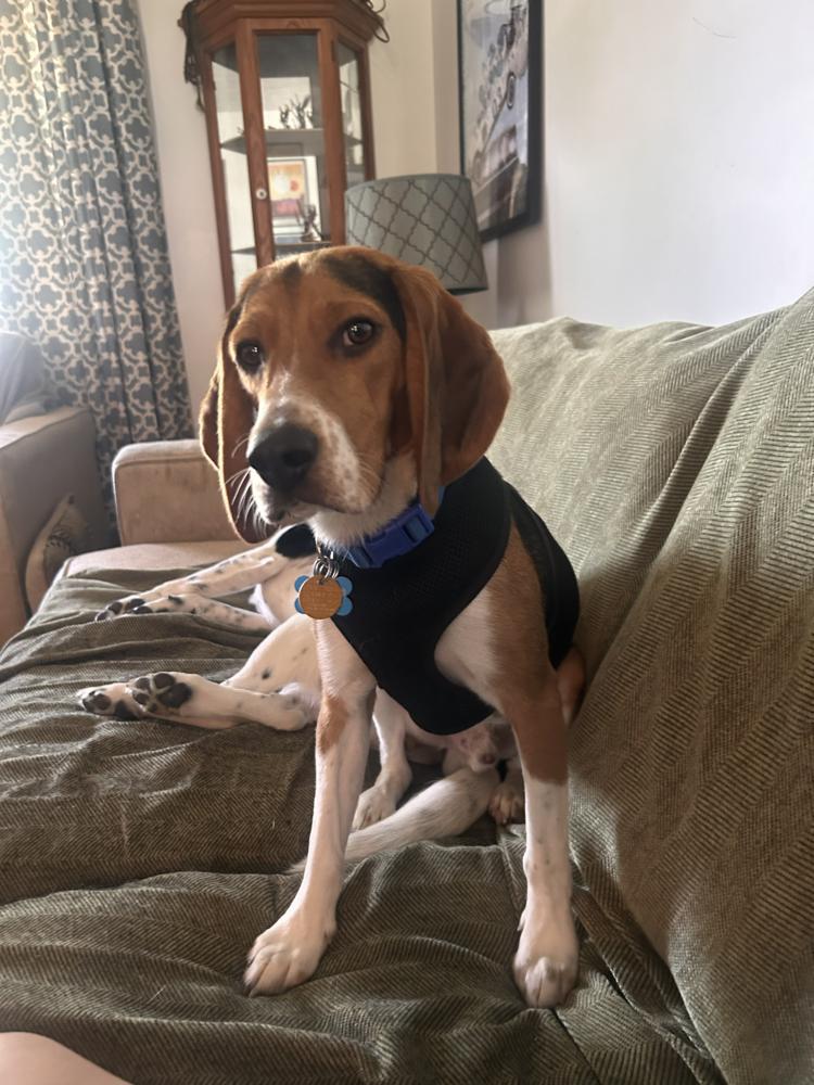 Milo, Adoptable, Young Male Beagle.