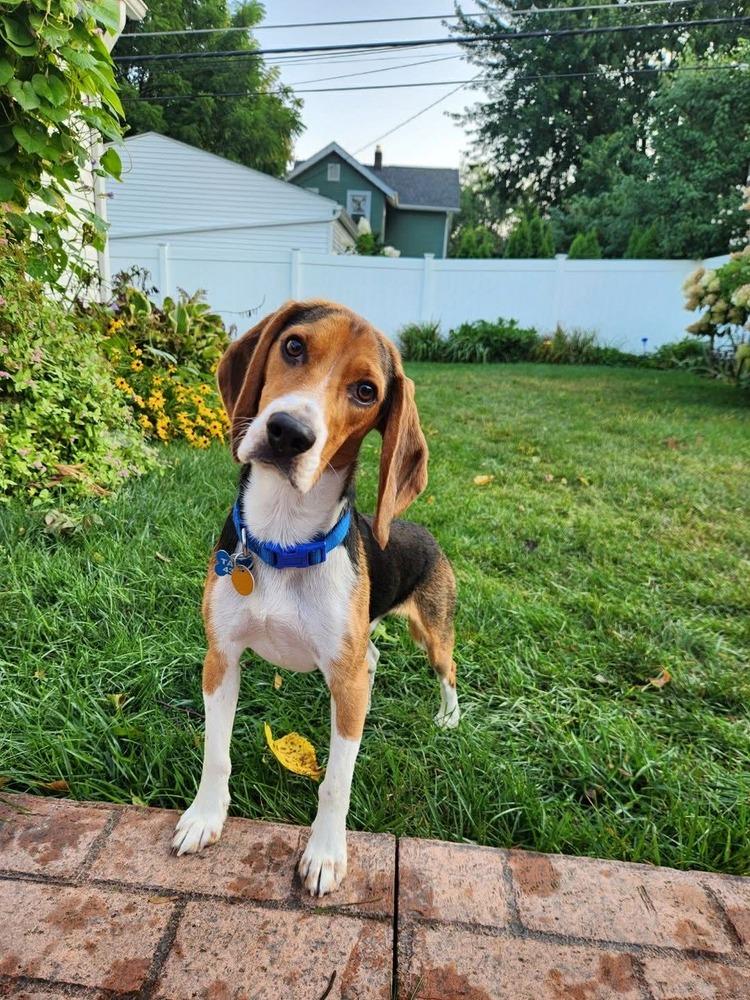 Milo, a Adoptable Beagle in New Albany, OH image 2/5