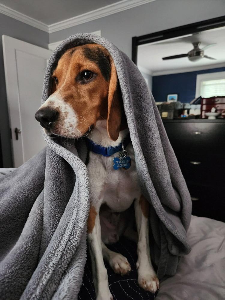 Milo, a Adoptable Beagle in New Albany, OH image 3/5