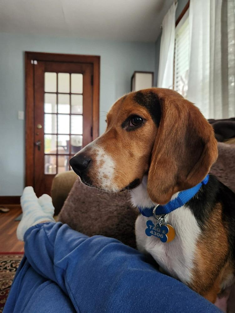 Milo, a Adoptable Beagle in New Albany, OH image 5/5