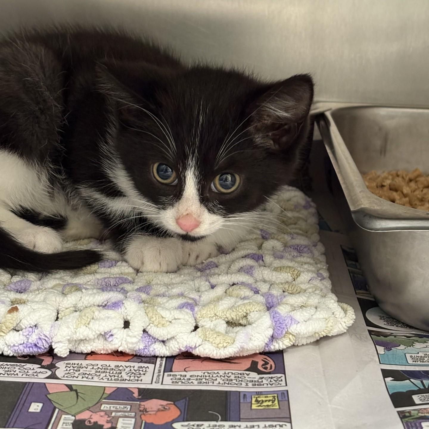 Comet, ADOPTABLE, Kitten Male Domestic Short Hair.