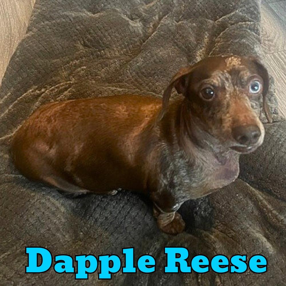 Enlarge Dapple Reese, a Adopted Dachshund in San Antonio, TX image 1/3