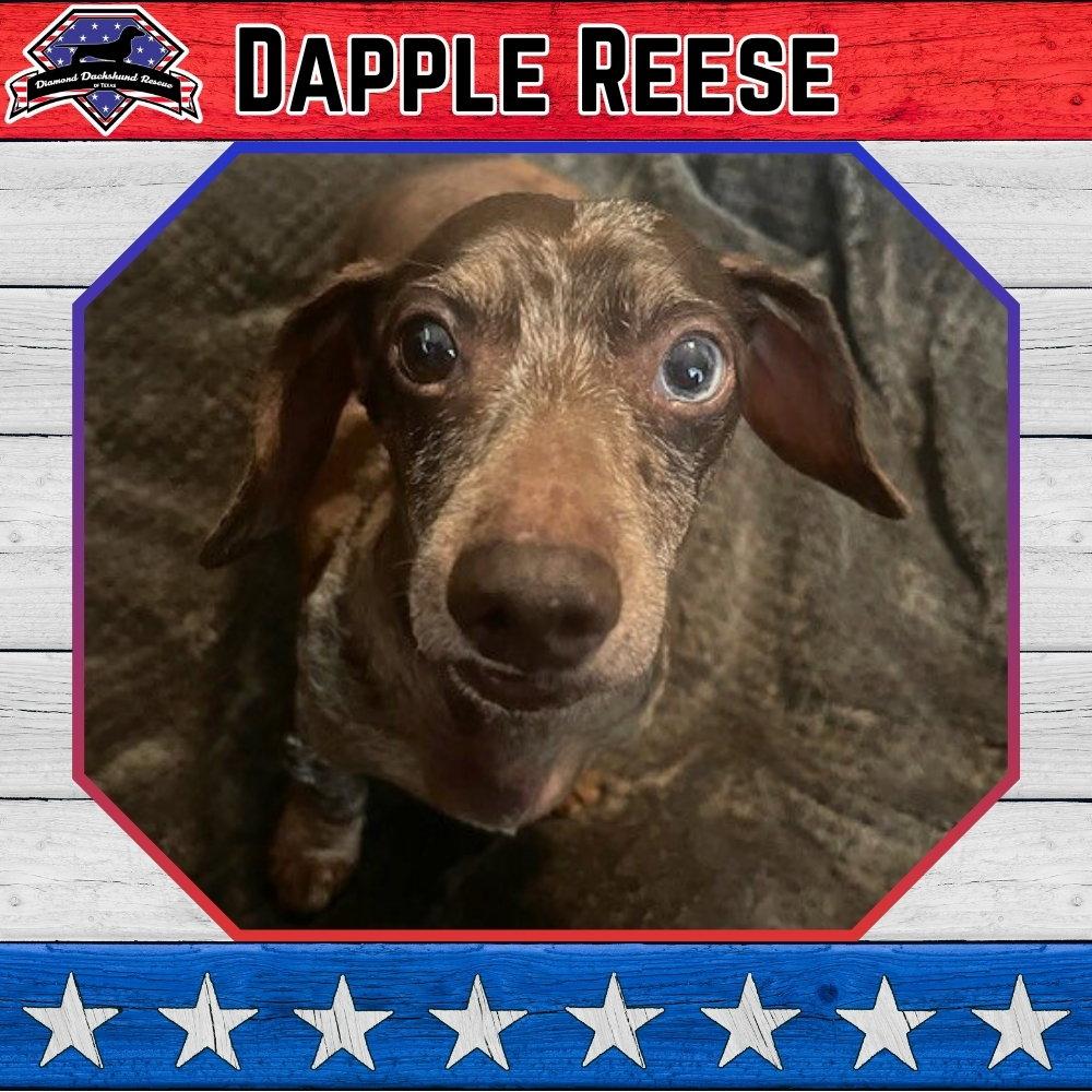 Enlarge Dapple Reese, a Adopted Dachshund in San Antonio, TX image 2/3
