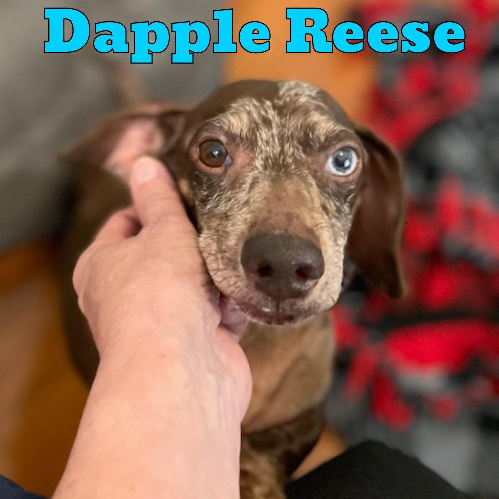 Enlarge Dapple Reese, a Adopted Dachshund in San Antonio, TX image 3/3