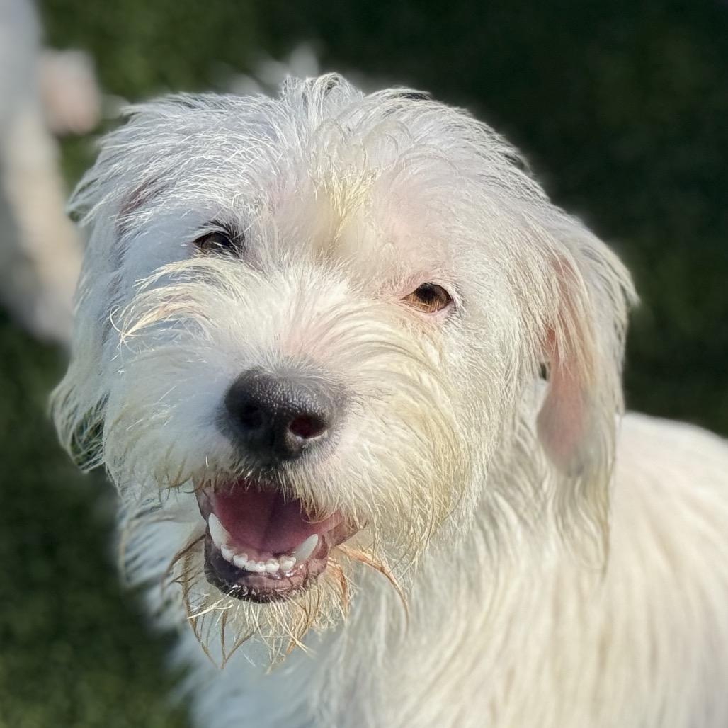 Enlarge Suki, a Adoptable Terrier in Austin, TX image 5/6