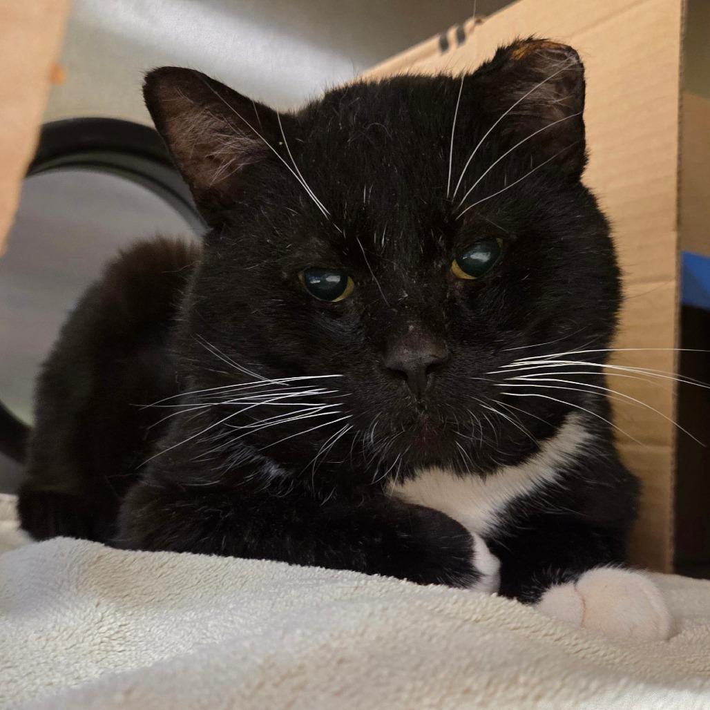 Enlarge Woodard: Rodent Responder, adoption fee waived!, a Adoptable Domestic Short Hair in Bristol, IN image 1/3