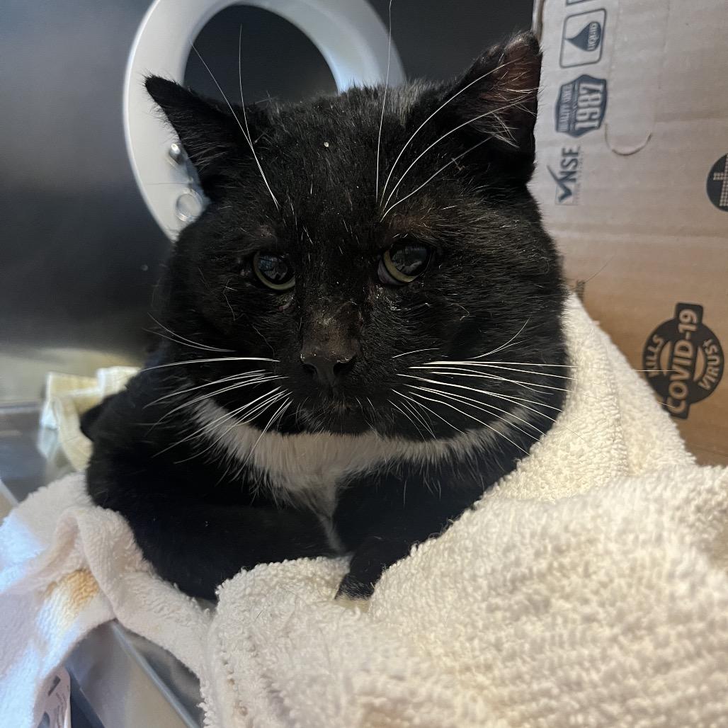 Enlarge Woodard: Rodent Responder, adoption fee waived!, a Adoptable Domestic Short Hair in Bristol, IN image 2/3