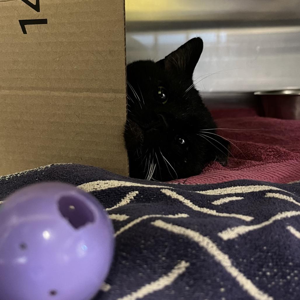 Enlarge Woodard: Rodent Responder, adoption fee waived!, a Adoptable Domestic Short Hair in Bristol, IN image 3/3