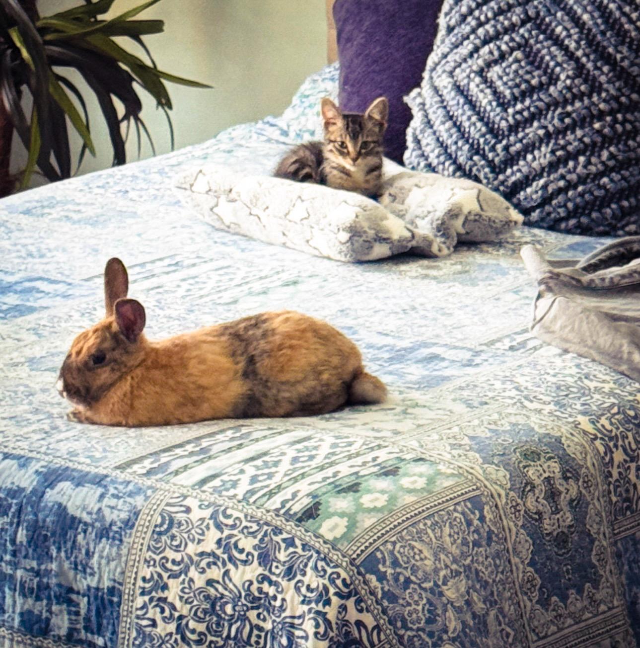 Sassypants, ADOPTABLE, Young Female Dutch & American.