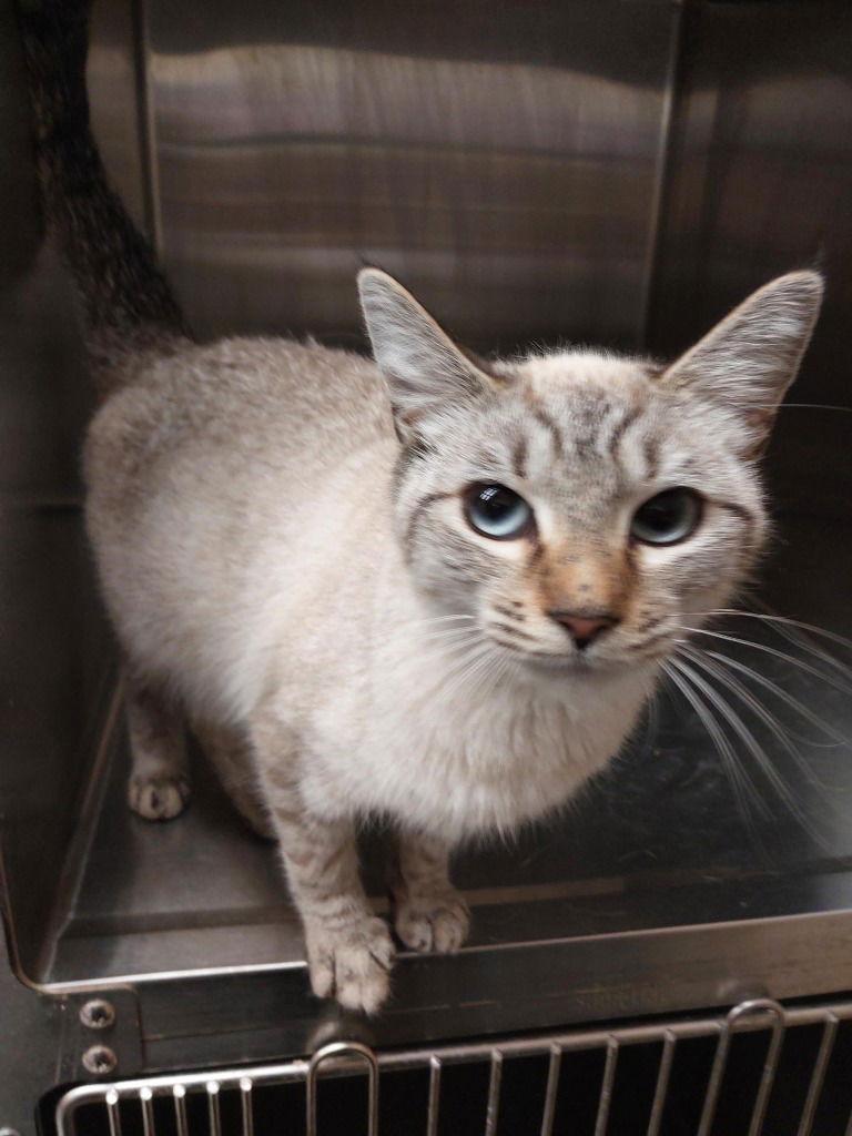 Enlarge 25-684 Tinka, a Adoptable Domestic Short Hair in Tarboro, NC image 1/1