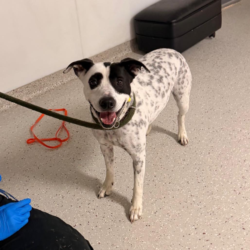 Moses — thumbnail 2