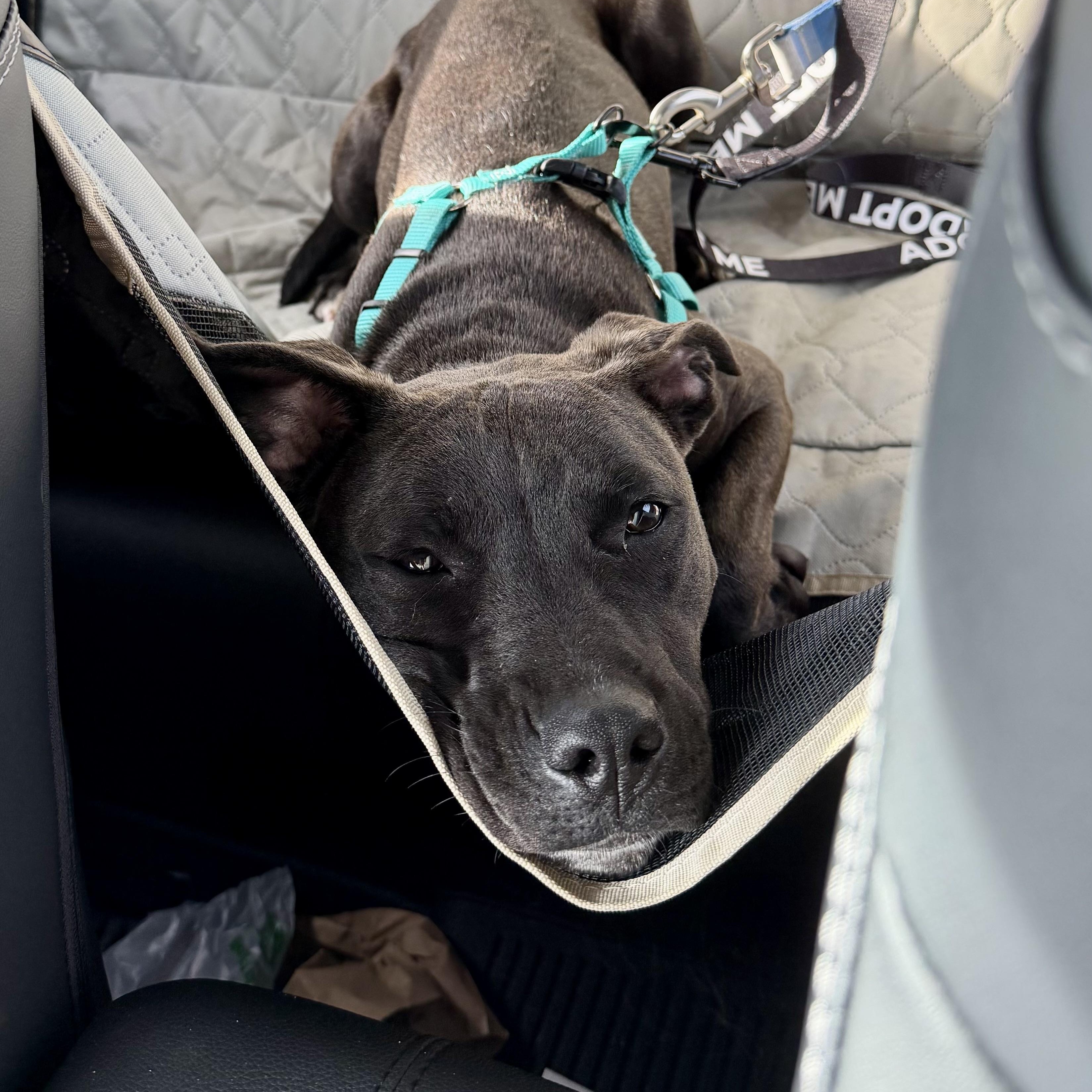 Pepper, an adopted mixed breed in MADISON, AL image 2/5