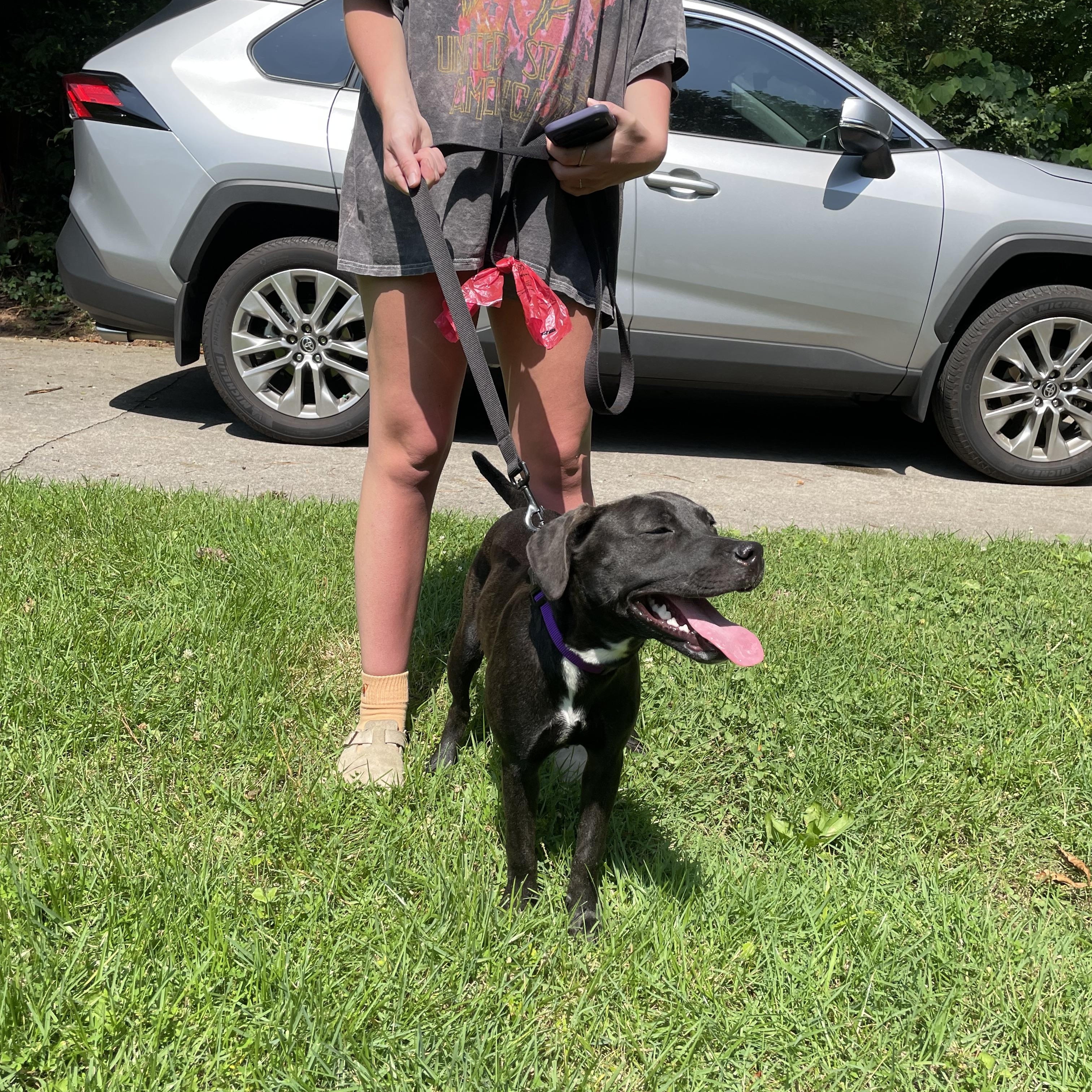 Pepper, an adopted mixed breed in MADISON, AL image 1/5