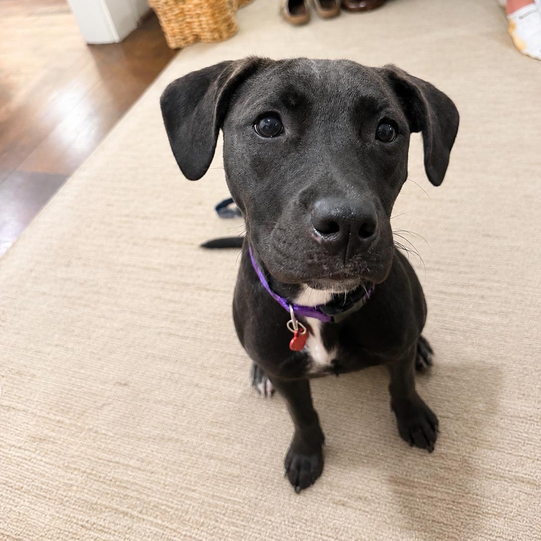 Pepper, an adopted mixed breed in MADISON, AL image 4/5