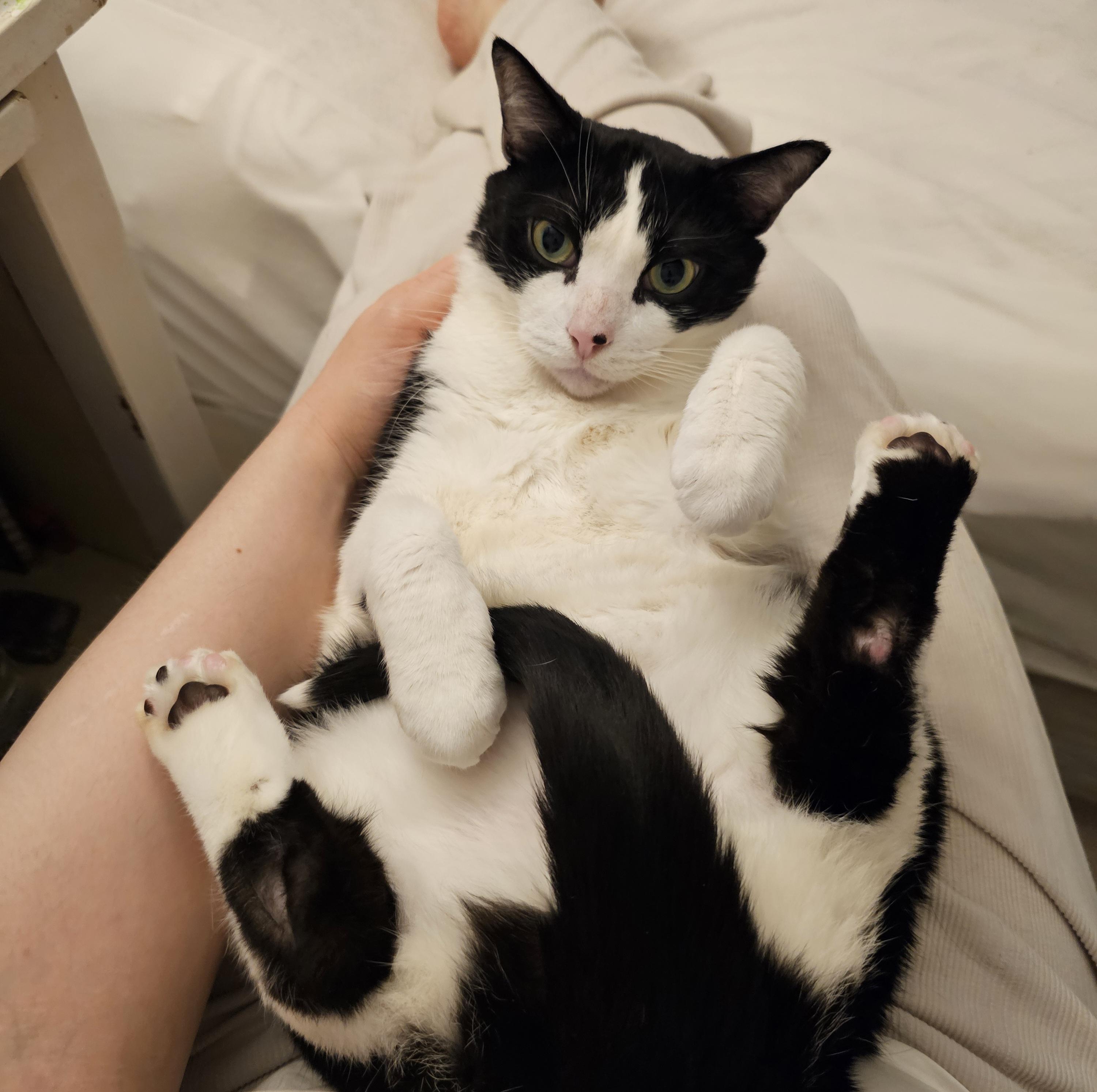 Frankie