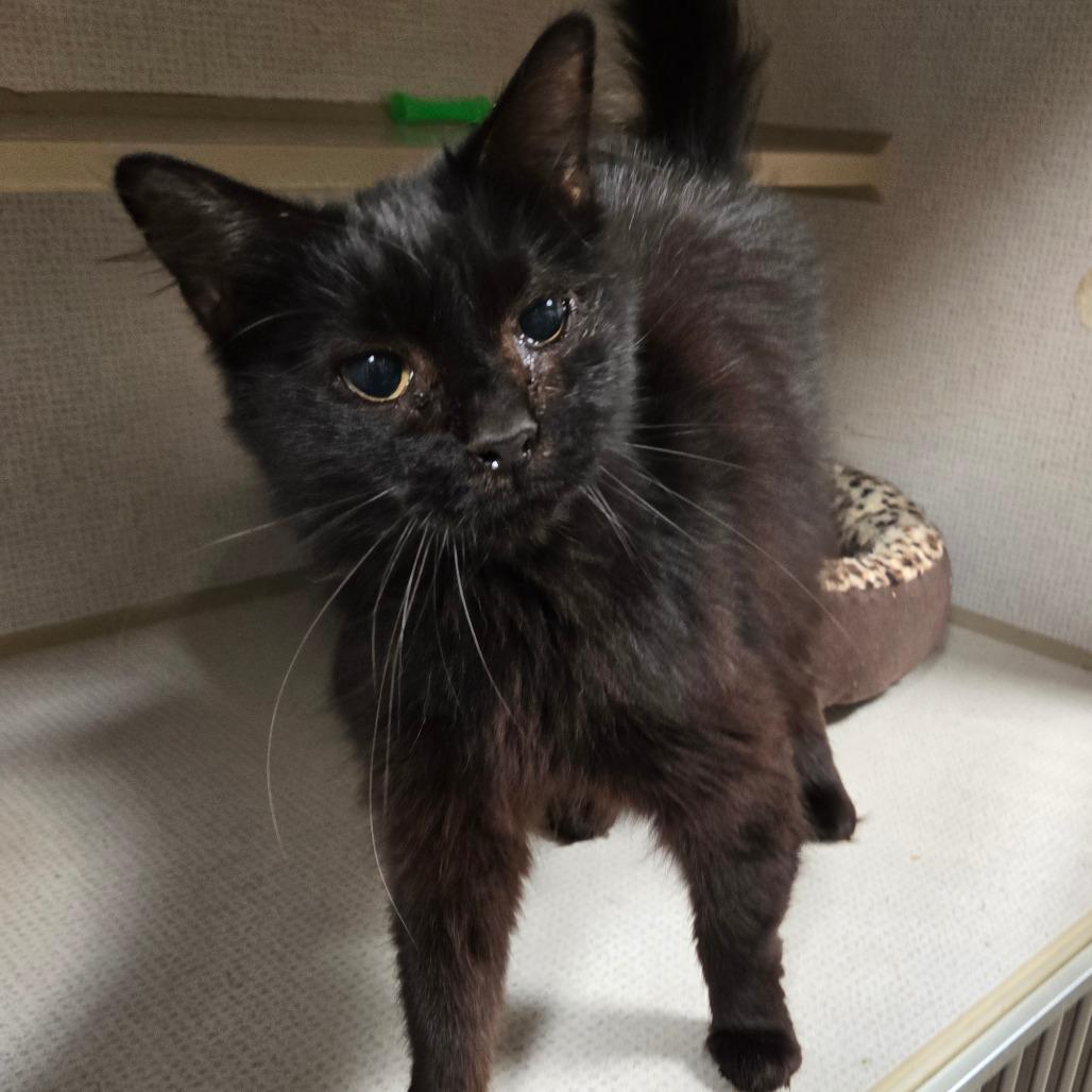 Cardamom, ADOPTABLE, Adult Female Domestic Long Hair.