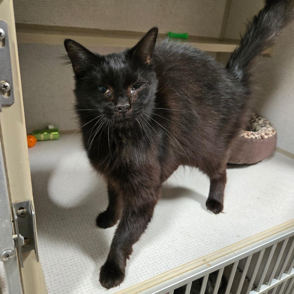 Enlarge Cardamom, a ADOPTABLE Domestic Long Hair in Graham, TX image 2/2
