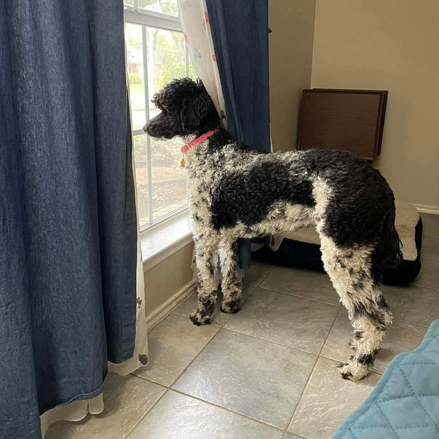 Enlarge CiCi, an adopted Standard Poodle in Lago Vista, TX image 4/6