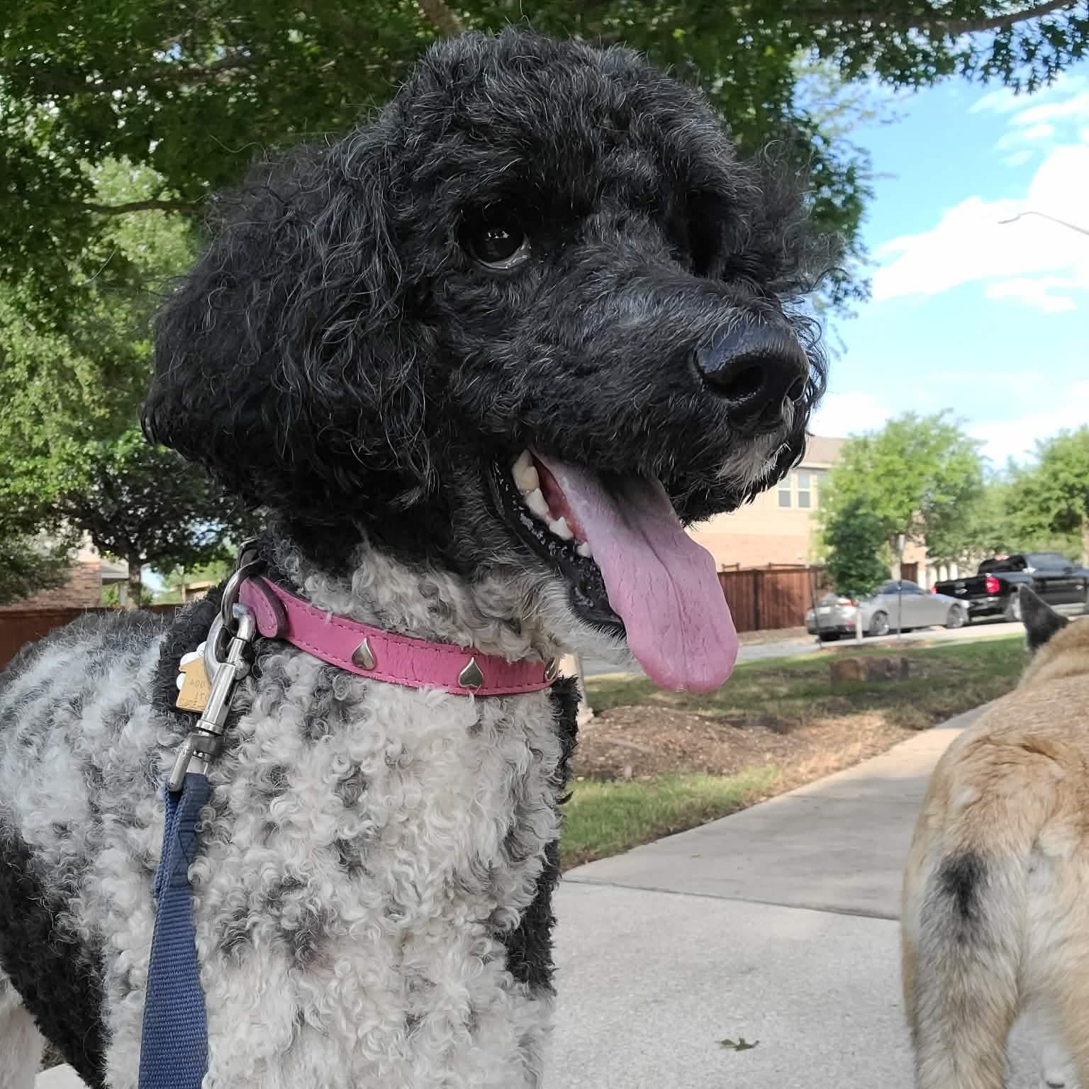 CiCi, adopted, Adult Female Standard Poodle.