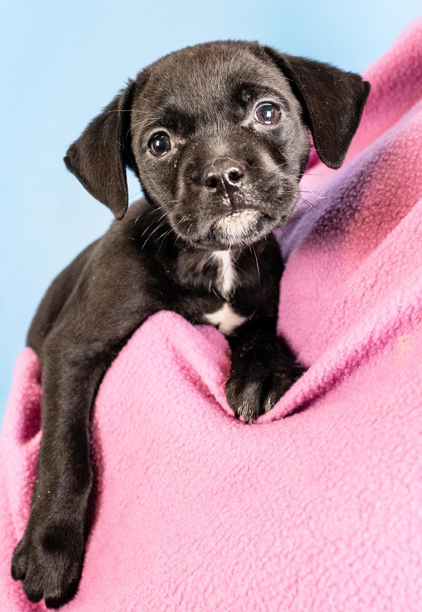 Isabelle, Adoptable, Puppy Female Retriever & Mixed Breed.