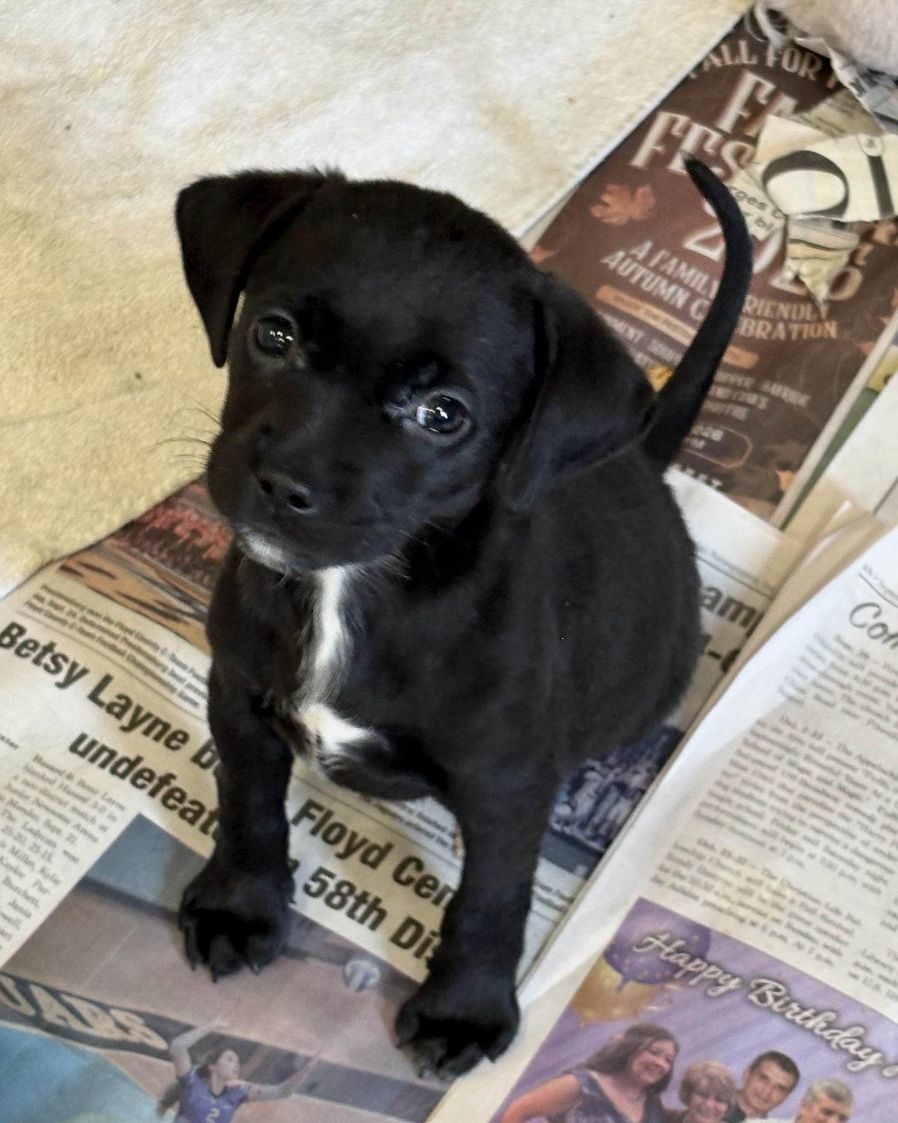 Enlarge Isabelle, a Adoptable mixed breed in Minneapolis, MN image 2/2