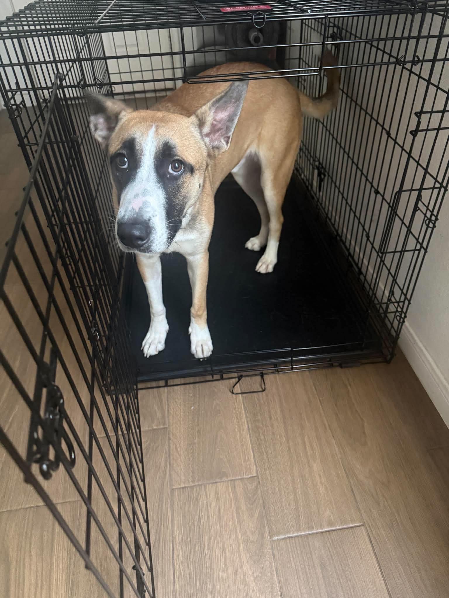 Enlarge Ranger, a Adoptable mixed breed in Milwaukee, WI, WI image 3/4