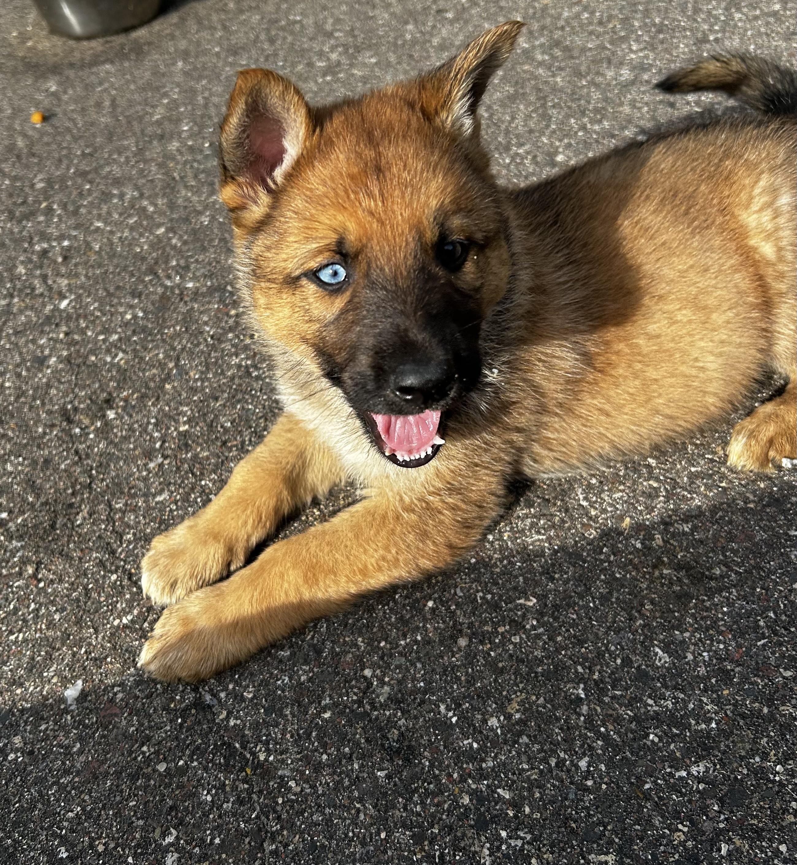 Opie, adopted, Puppy Male German Shepherd Dog & Husky.