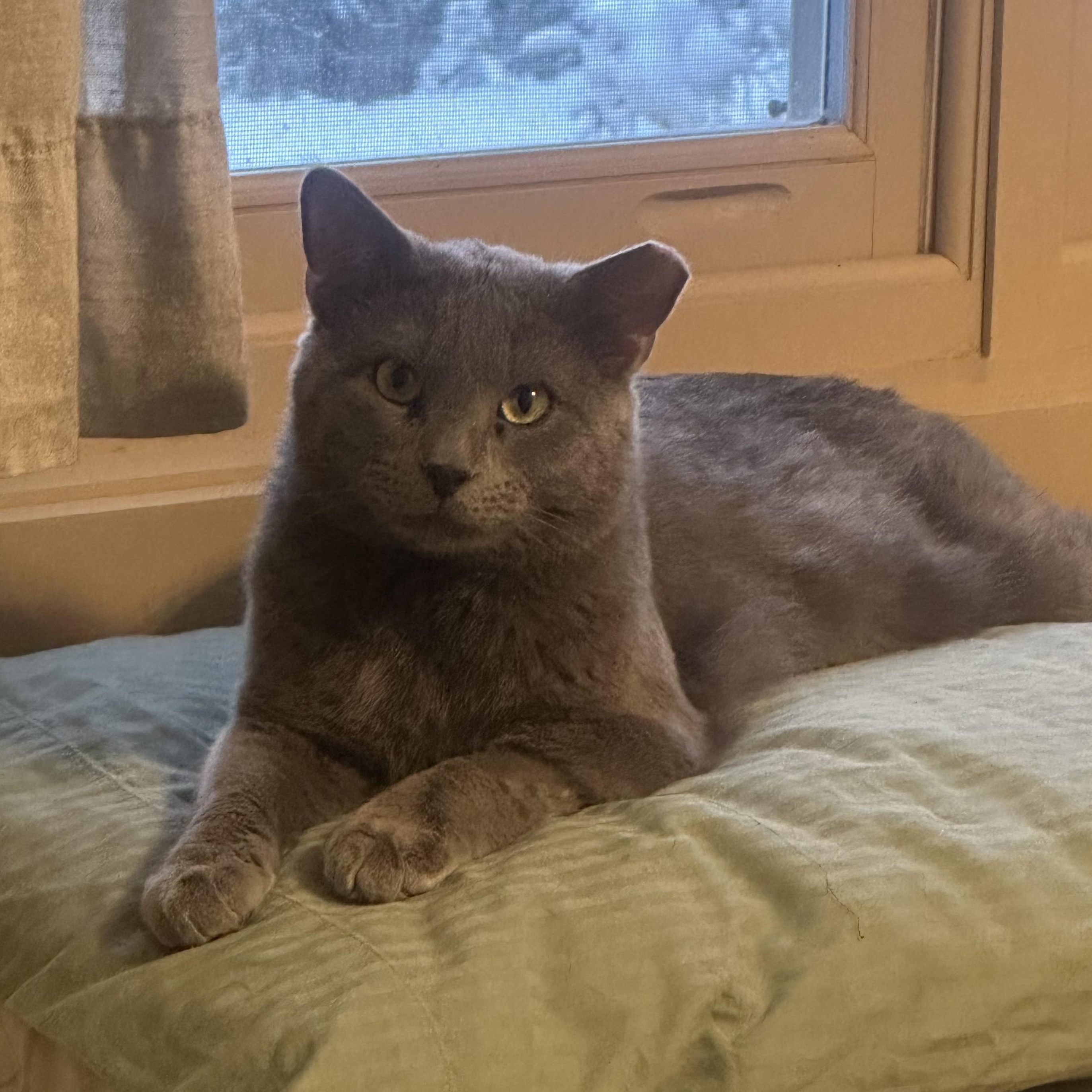 Astro Bell, a Adoptable Domestic Short Hair in Denver, CO image 3/3