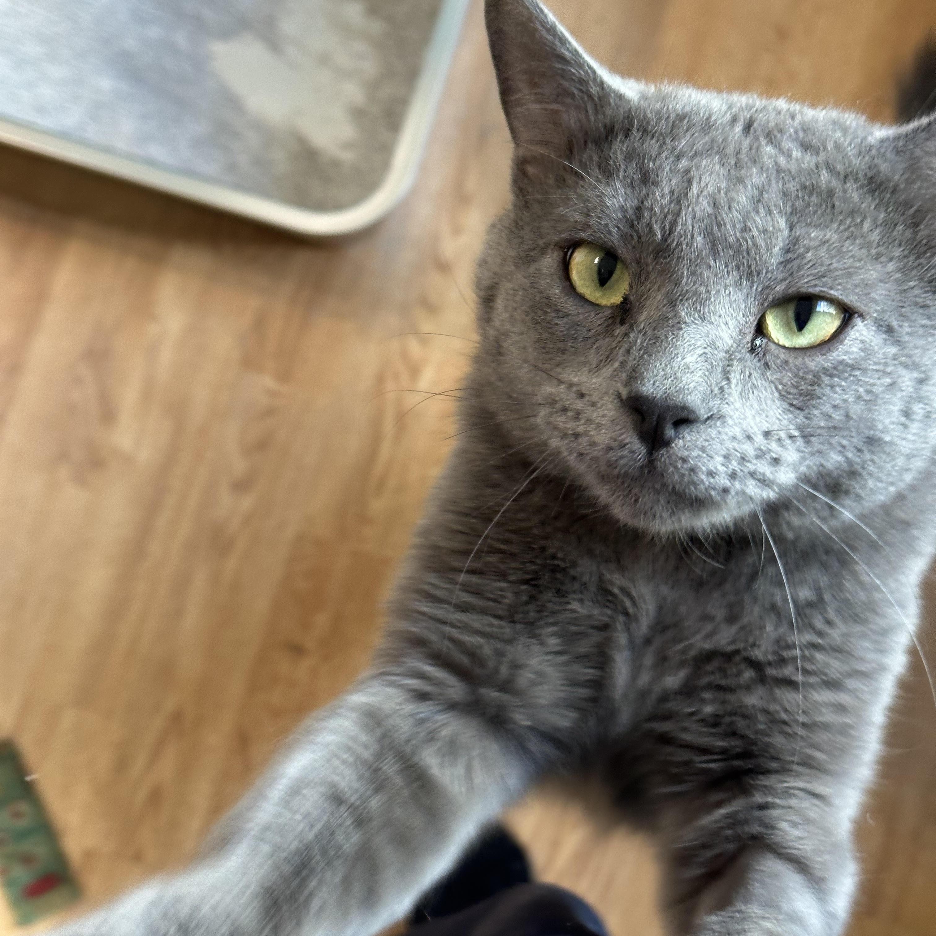 Astro Bell, a Adoptable Domestic Short Hair in Denver, CO image 2/3