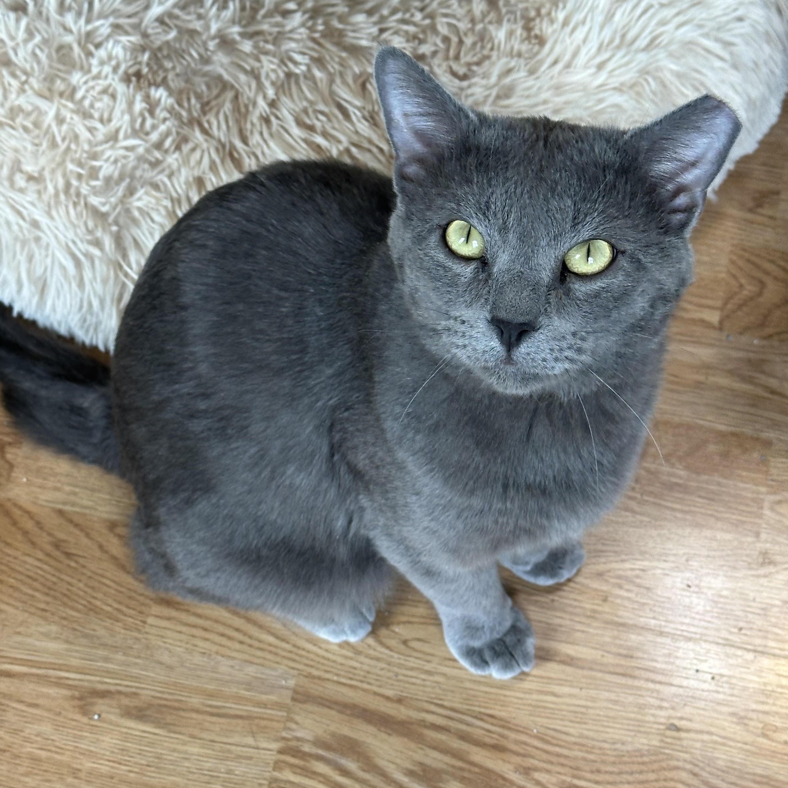 Astro Bell, a Adoptable Domestic Short Hair in Denver, CO image 1/3