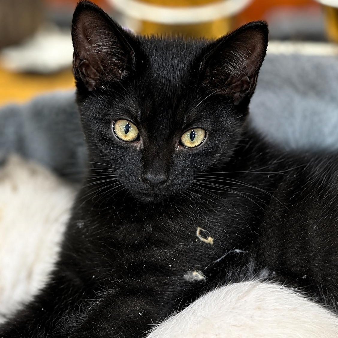Koko, adopted, Kitten Female Domestic Short Hair.