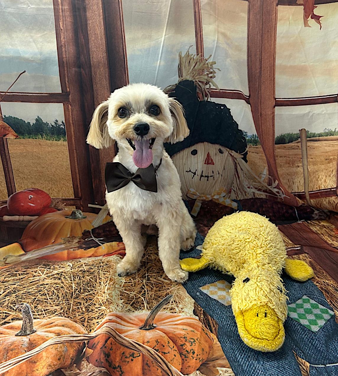 Theo, an adopted Morkie in Bay Shore, NY image 3/6