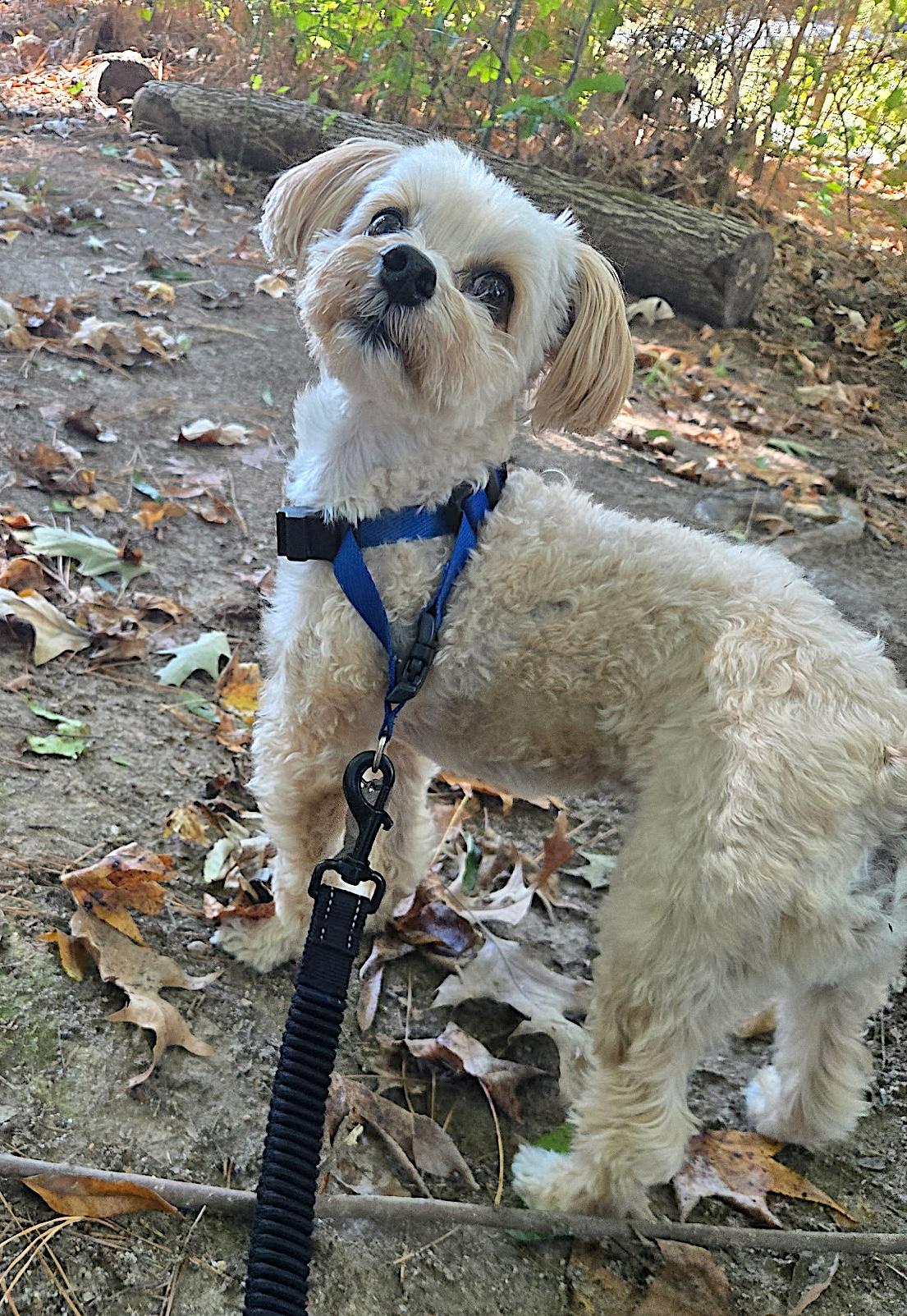Theo, an adopted Morkie in Bay Shore, NY image 2/6