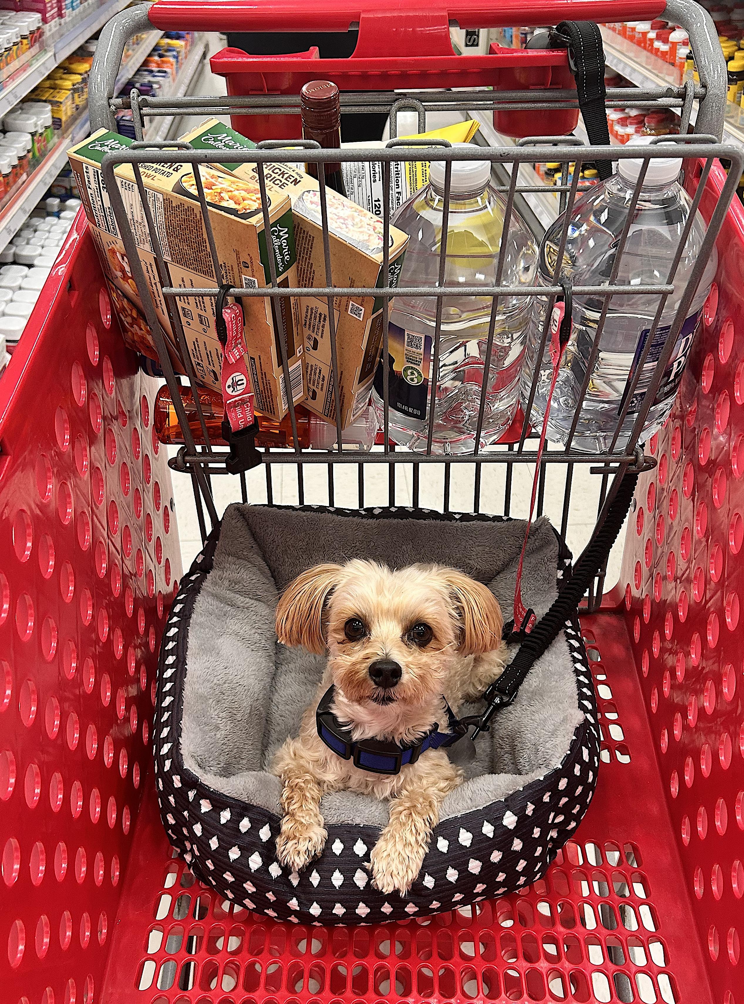 Theo, an adopted Morkie in Bay Shore, NY image 4/6