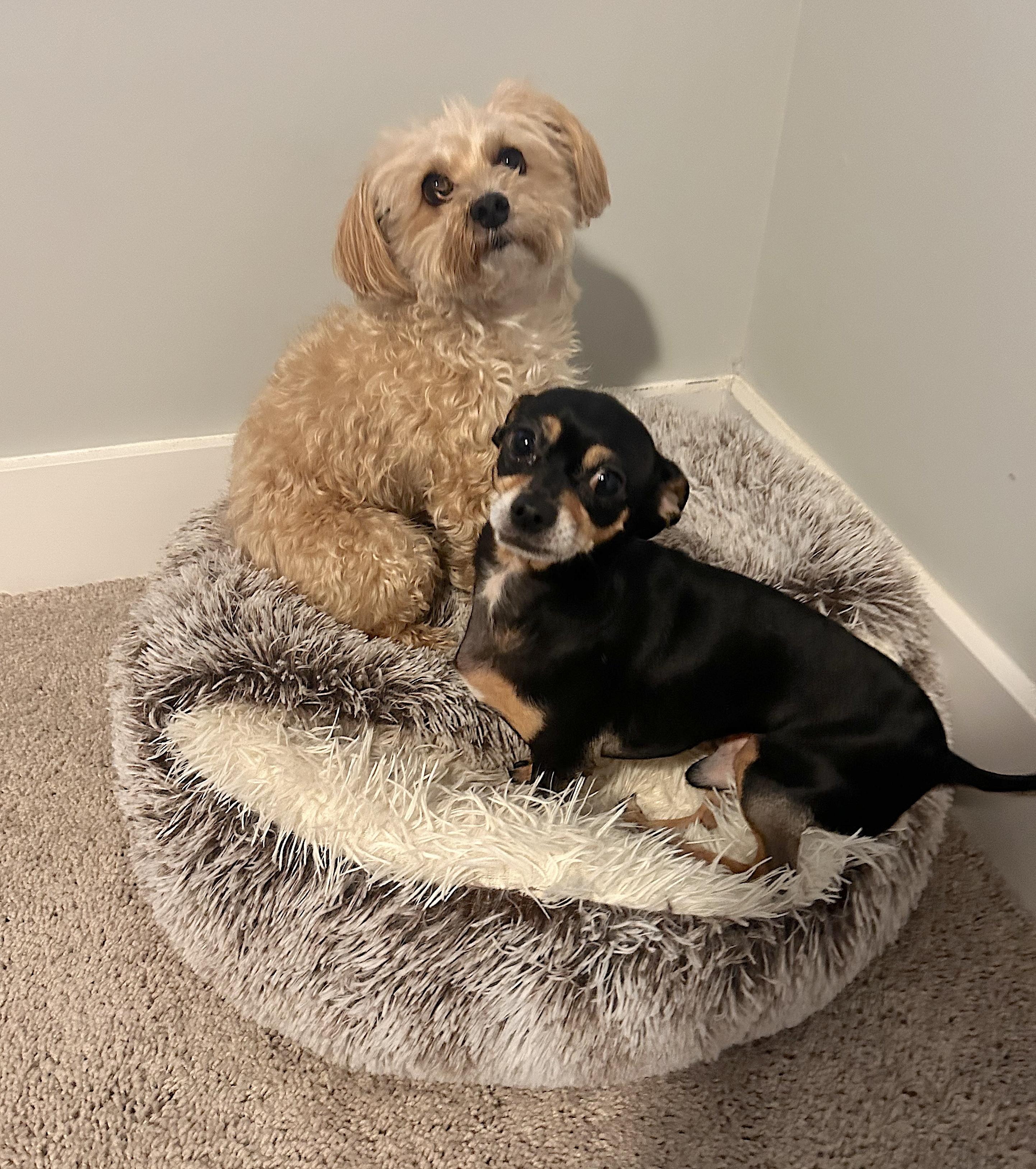 Theo, an adopted Morkie in Bay Shore, NY image 5/6