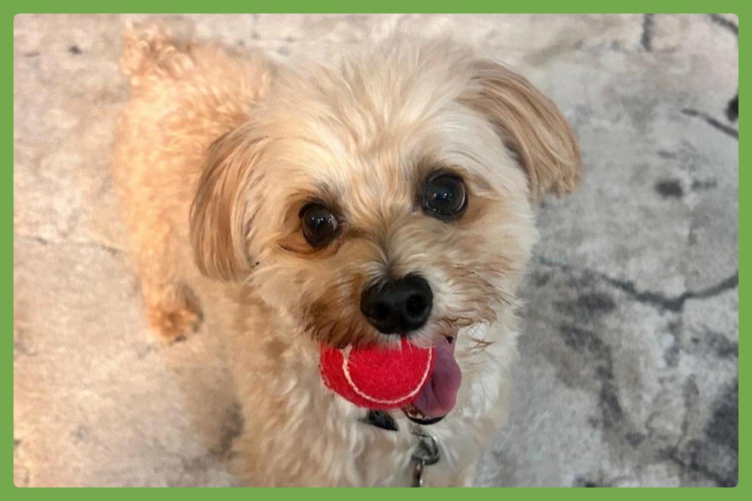Theo, adopted, Adult Male Morkie.