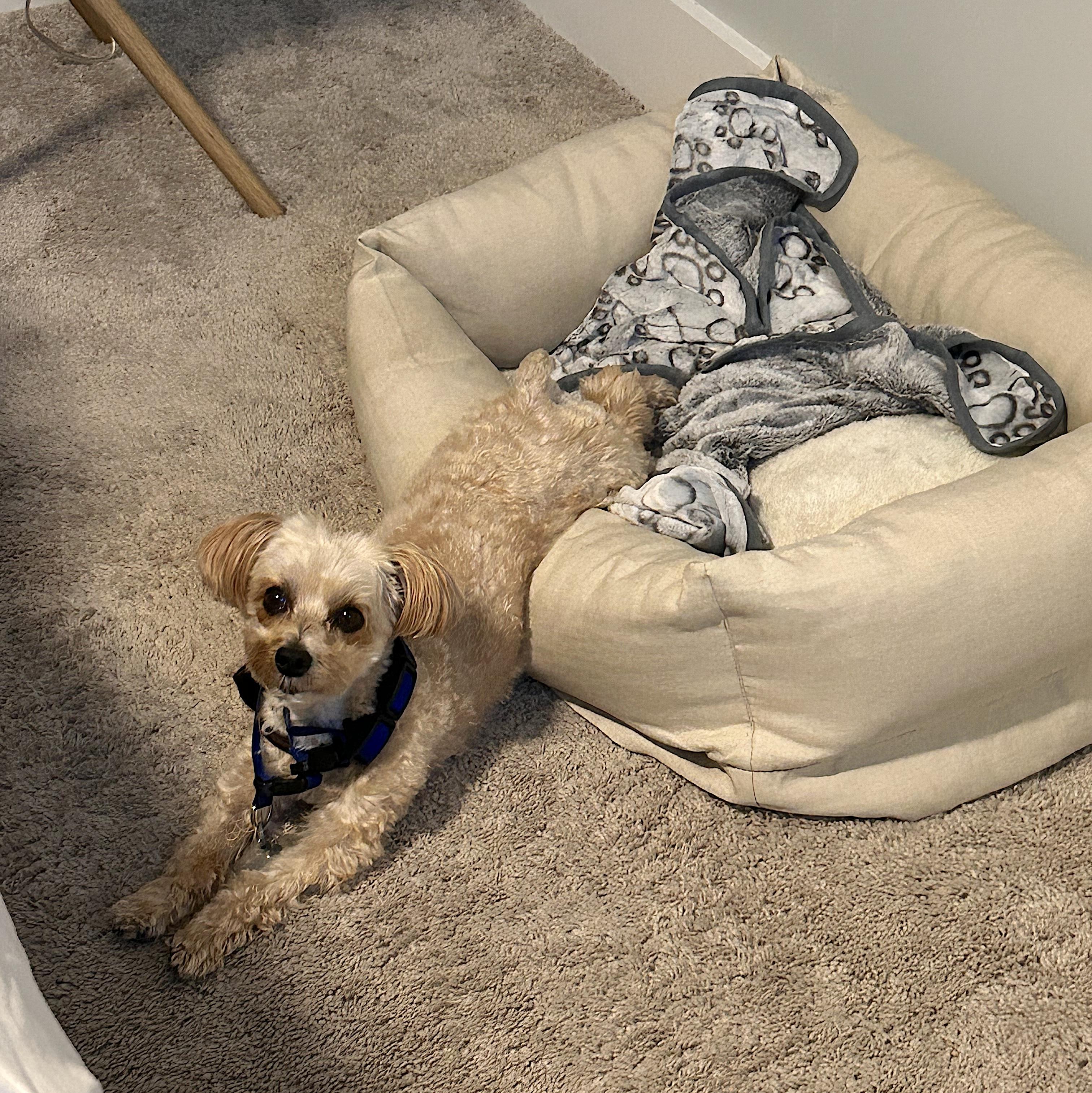 Theo, an adopted Morkie in Bay Shore, NY image 6/6