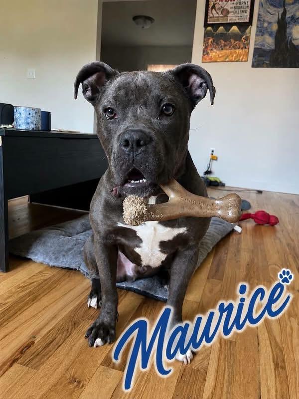 Maurice, adoptable, Young Male Pit Bull Terrier.