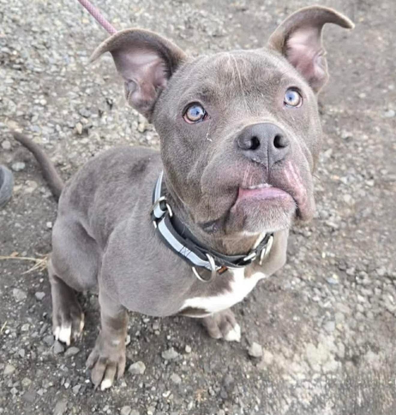 Enlarge Maurice, a ADOPTABLE mixed breed in Jackson , NJ image 2/3