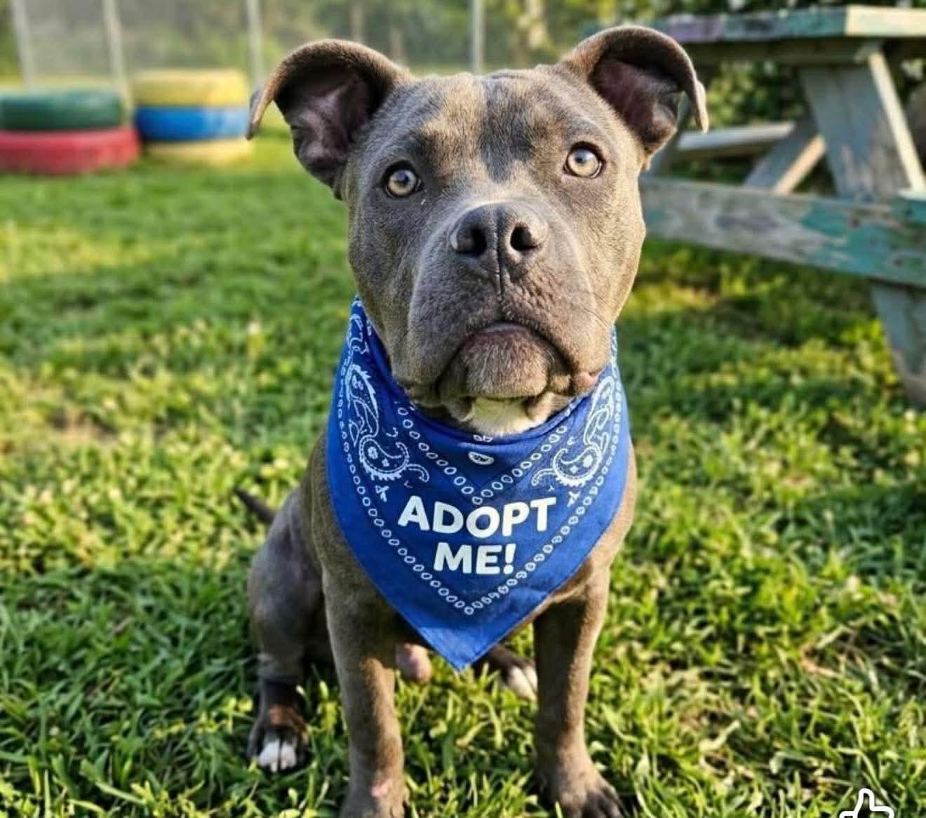 Enlarge Maurice, a ADOPTABLE mixed breed in Jackson , NJ image 3/3
