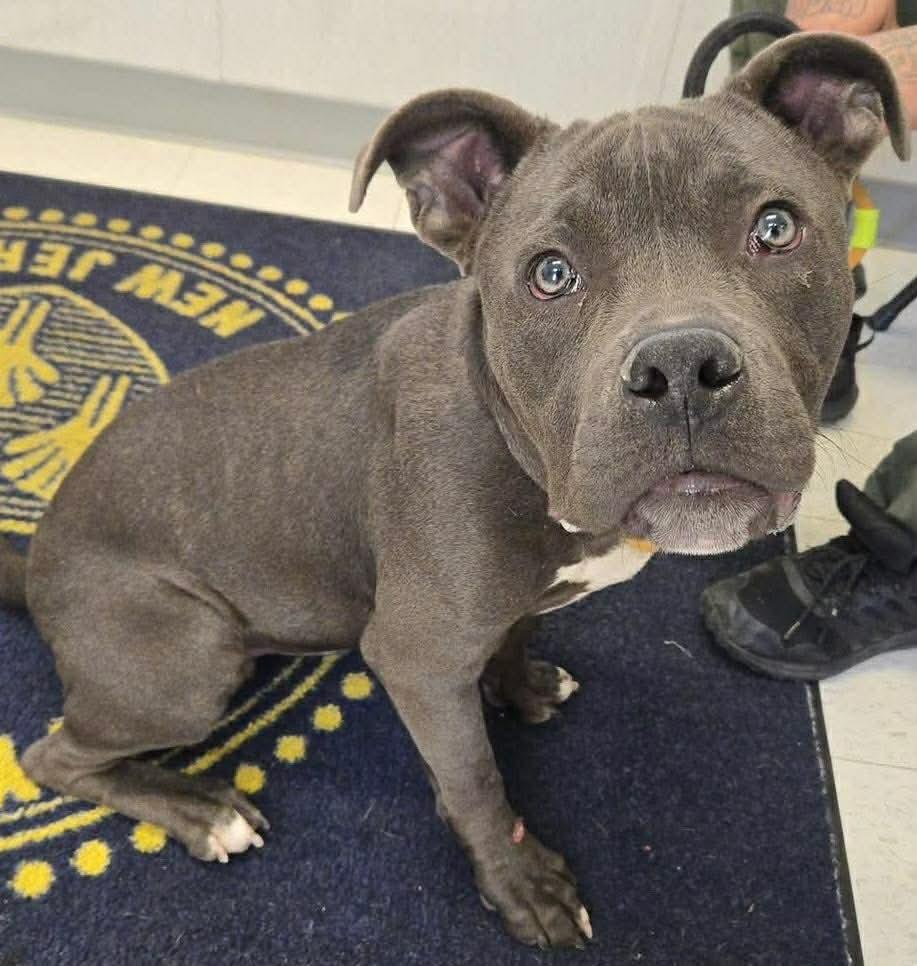 Maurice, ADOPTABLE, Young Male Pit Bull Terrier.