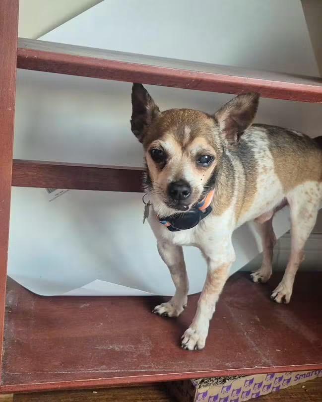 Mr. Nibbles, a Adoptable mixed breed in Richmond, KY image 1/6
