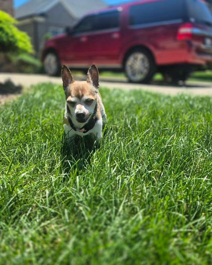 Mr. Nibbles, a Adoptable mixed breed in Richmond, KY image 2/6